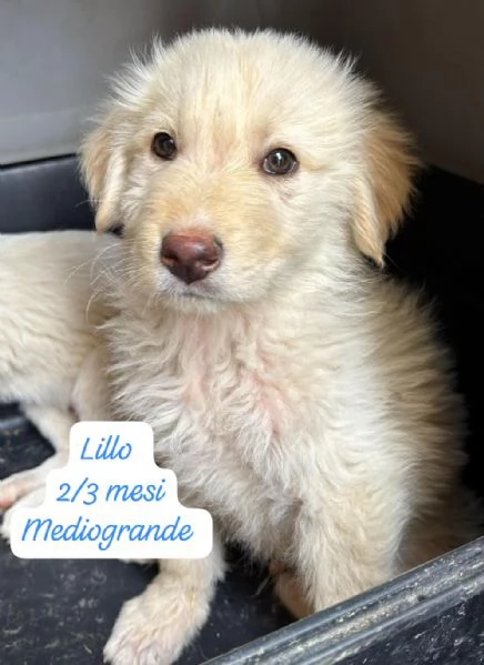 EMERGENZA CUCCIOLI RINCHIUSI IN RIFUGIO  | Foto 4