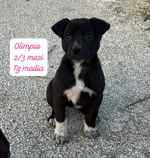 EMERGENZA CUCCIOLI RINCHIUSI IN RIFUGIO  | Foto 3