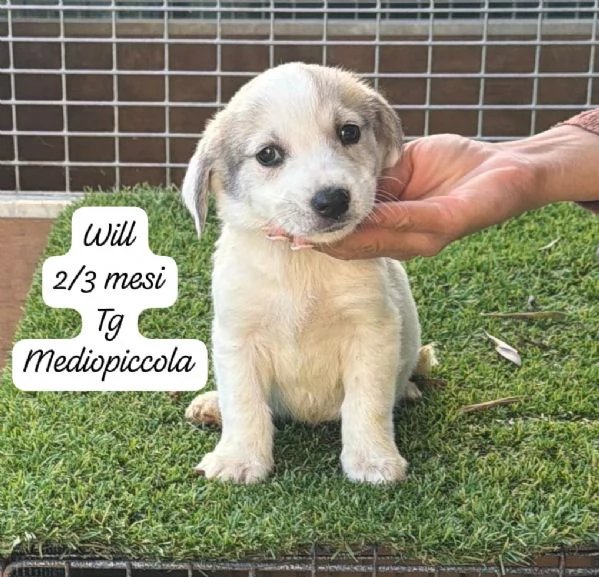 EMERGENZA CUCCIOLI RINCHIUSI IN RIFUGIO  | Foto 2