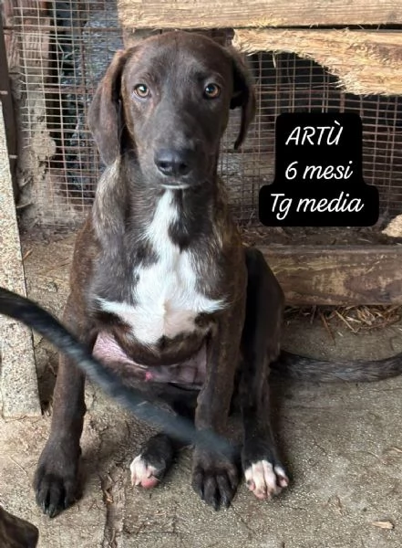 EMERGENZA CUCCIOLI RINCHIUSI IN RIFUGIO  | Foto 3