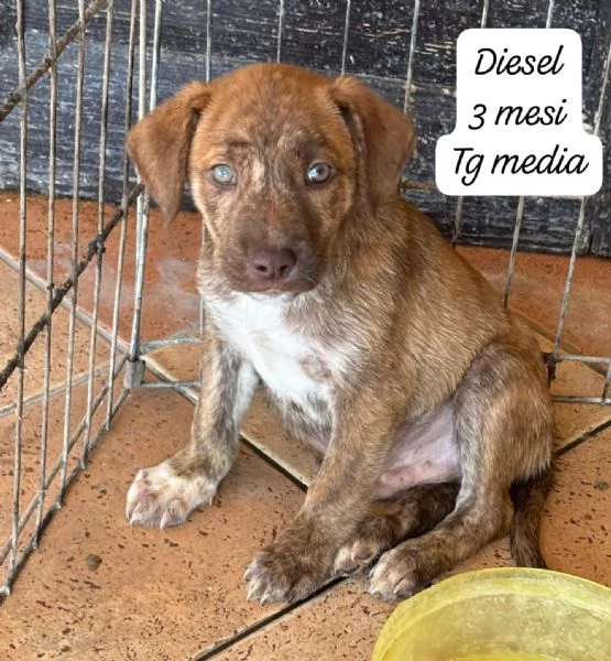 EMERGENZA CUCCIOLI RINCHIUSI IN RIFUGIO 