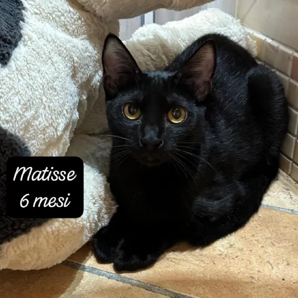 BISOGNA SALVARE QUESTI MICINI | Foto 6