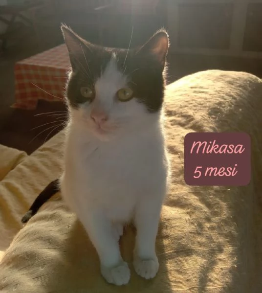 BISOGNA SALVARE QUESTI MICINI