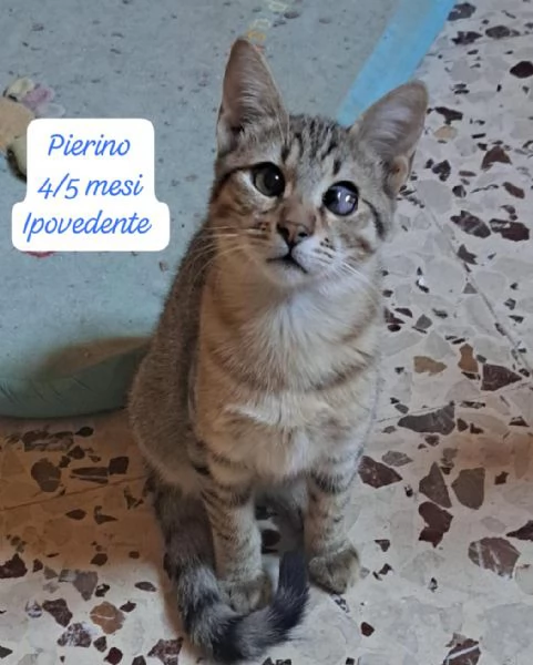 BISOGNA SALVARE QUESTI MICINI | Foto 2