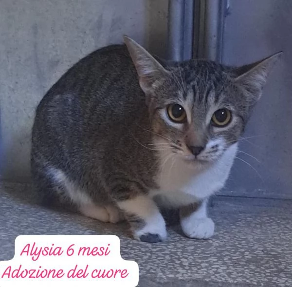 BISOGNA SALVARE QUESTI MICINI | Foto 1