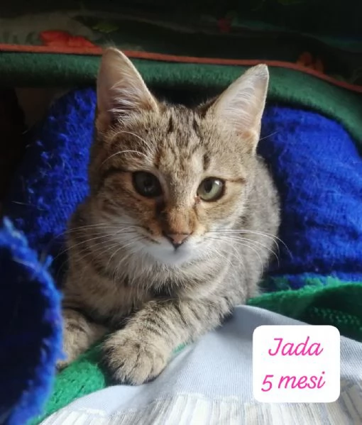 BISOGNA SALVARE QUESTI MICINI | Foto 0