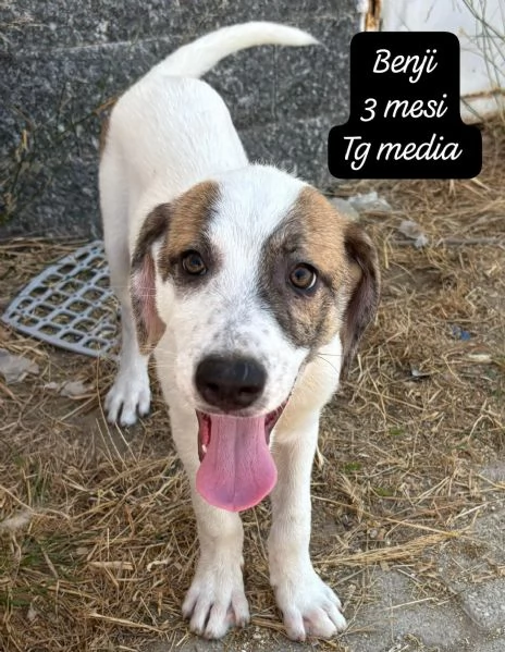 SERVONO ADOZIONI PER QUESTI CUCCIOLI