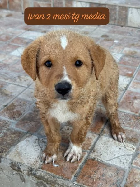 SERVONO ADOZIONI PER QUESTI CUCCIOLI | Foto 5