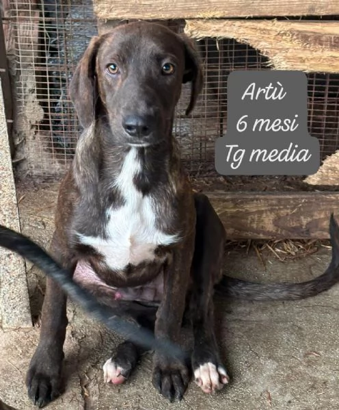 SERVONO ADOZIONI PER QUESTI CUCCIOLI | Foto 5