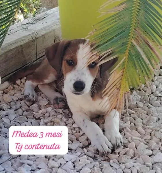 SERVONO ADOZIONI PER QUESTI CUCCIOLI | Foto 4