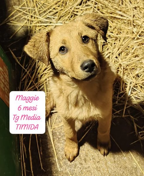 SERVONO ADOZIONI PER QUESTI CUCCIOLI | Foto 2