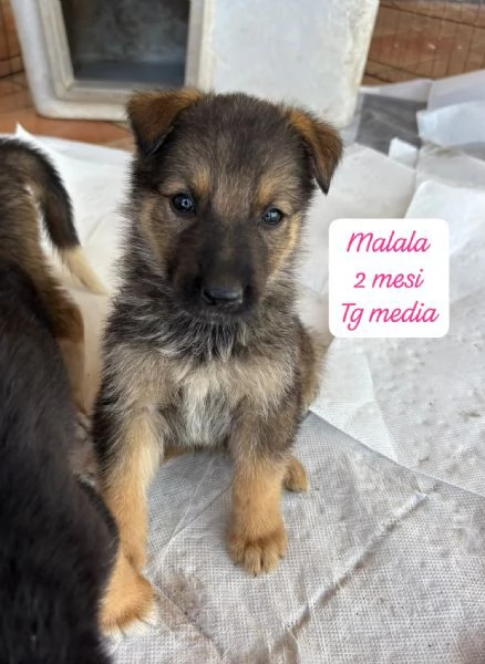 SERVONO ADOZIONI PER QUESTI CUCCIOLI | Foto 2