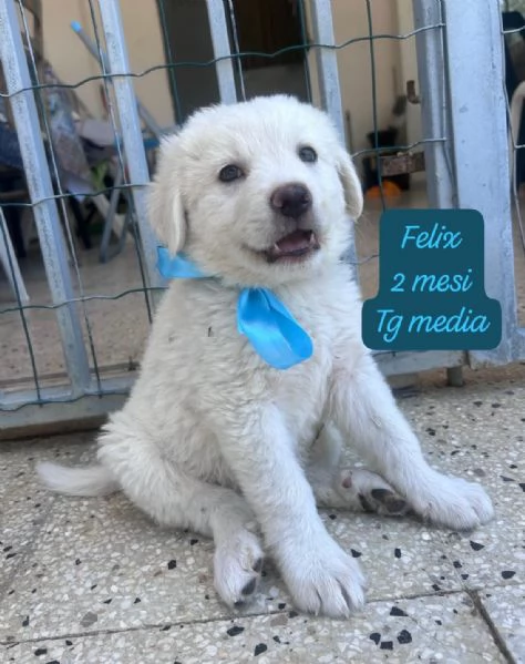 SERVONO ADOZIONI PER QUESTI CUCCIOLI | Foto 1