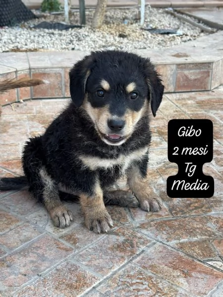 SERVONO ADOZIONI PER QUESTI CUCCIOLI | Foto 0