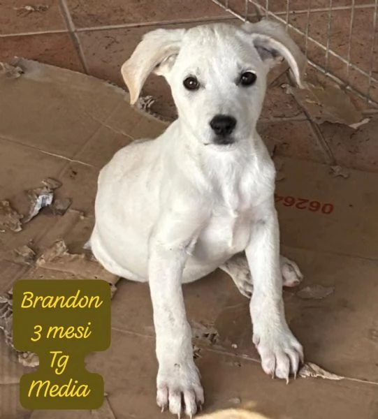 SERVONO ADOZIONI PER QUESTI CUCCIOLI | Foto 1