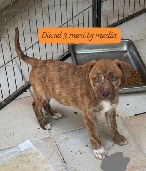 SERVONO ADOZIONI PER QUESTI CUCCIOLI | Foto 0