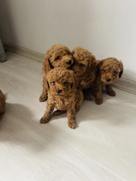 Regala cuccioli di Barboncino | Foto 1