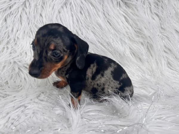 Regala cuccioli di Bassotto | Foto 0