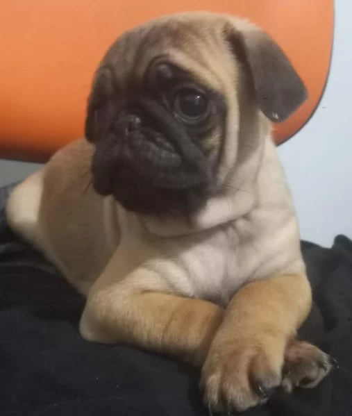 Regala cuccioli di Carlino | Foto 2