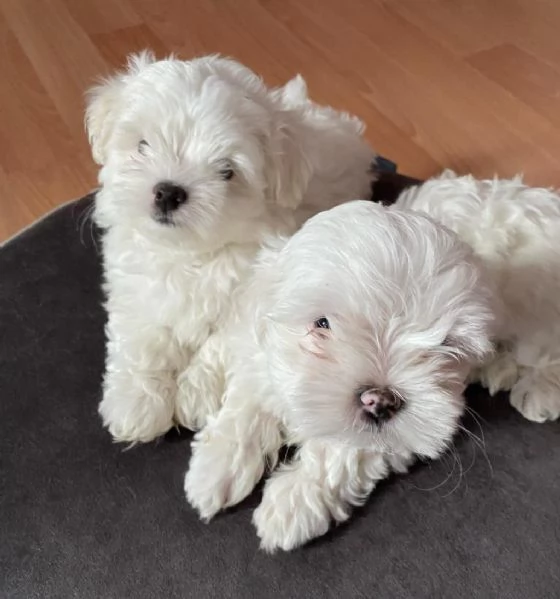 Regala cuccioli di Maltese | Foto 3