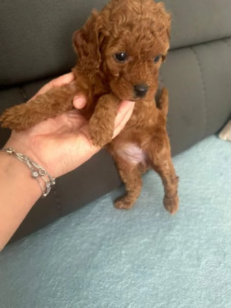 Regala cuccioli di Barboncino | Foto 2