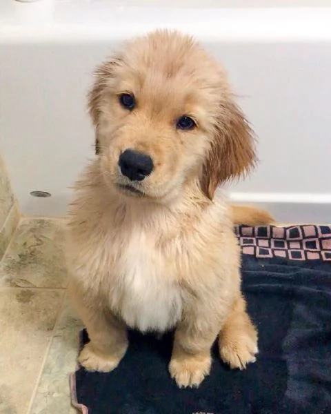 disponibili cuccioli di Golden Retriever | Foto 0