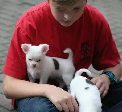 Vendita Bellissimi cuccioli di chihuahua con pedigree!!