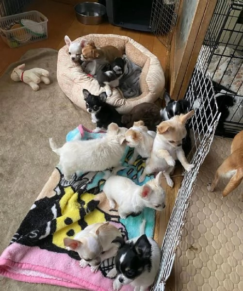 Vendita Cuccioli di chihuahua | Foto 2