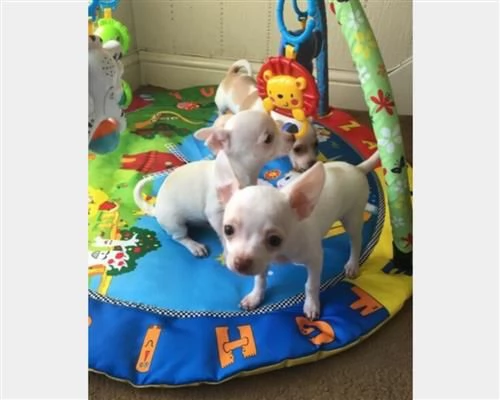 Vendita Cuccioli di chihuahua | Foto 1