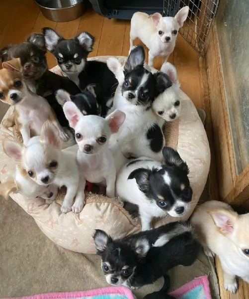 Vendita Cuccioli di chihuahua | Foto 0