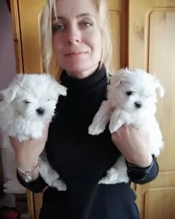 Regalo Maltesi 