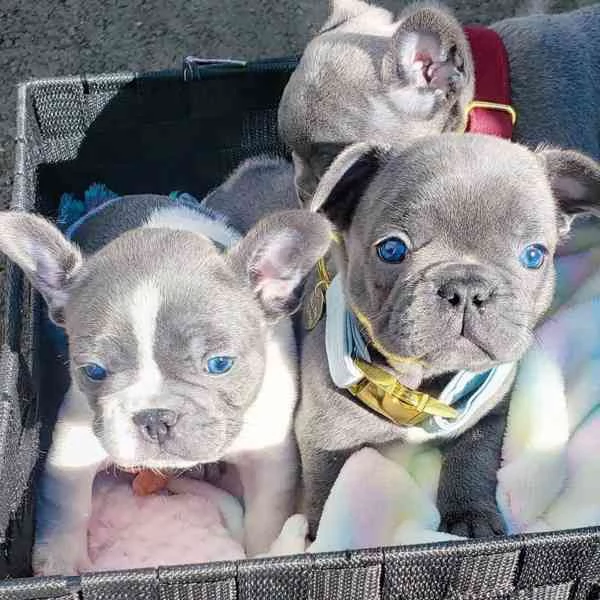 cuccioli di bulldog francese maschi e femmine | Foto 0