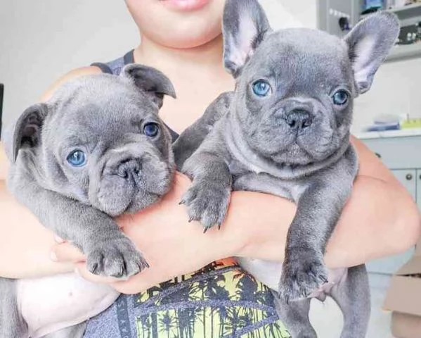 cuccioli di bulldog francese maschi e femmine