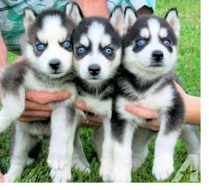 Vendita cuccioli di siberiano huski | Foto 2