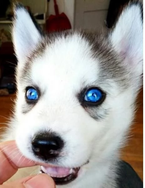 Vendita cuccioli di siberiano huski