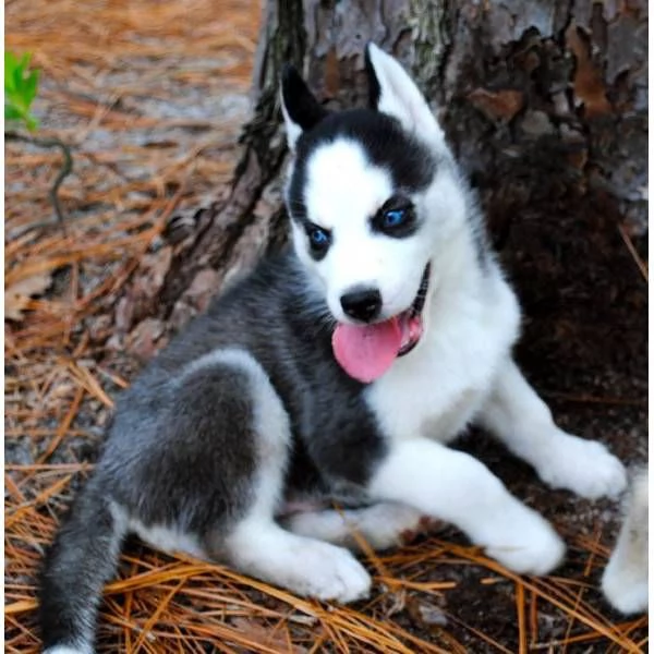 Vendita cuccioli di siberiano huski | Foto 0