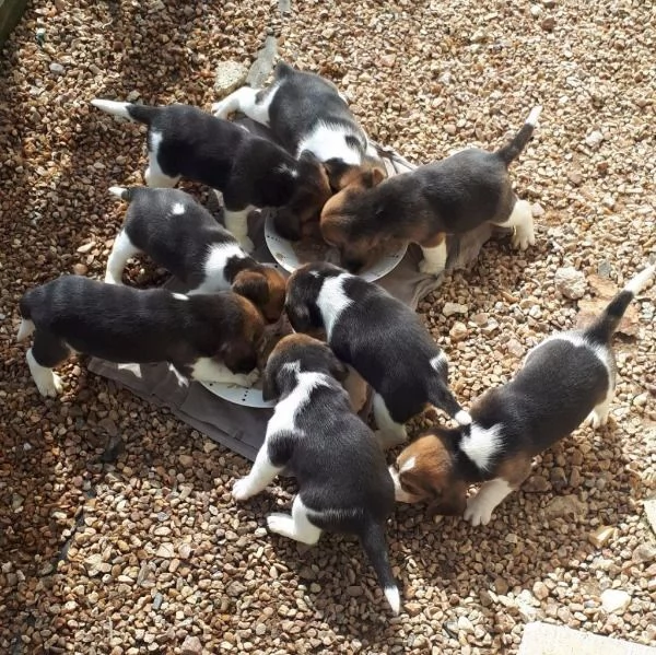 Vendita Cuccioli di Beagle cercano una casa amorevole | Foto 1