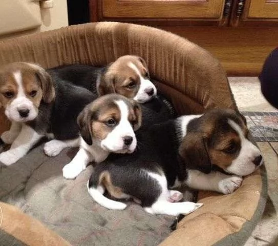 Vendita Cuccioli di Beagle cercano una casa amorevole | Foto 0