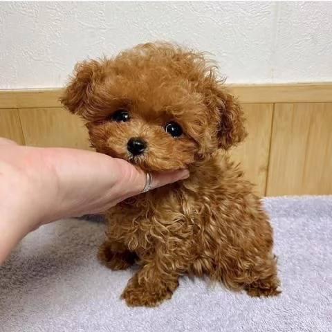Cucciolo di barboncino toy