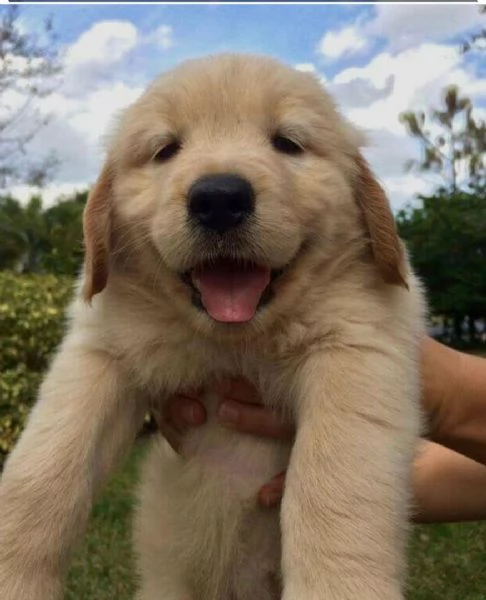 REGALO Golden retriver cuccioli Abbiamo disponibili cuccioli con garanzia,almeno 2 vaccinazioni, mic