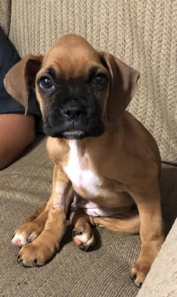 Cuccioli di boxer!! | Foto 0
