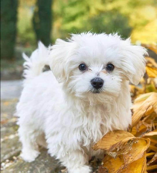 REGALO Dolci cuccioli Maltese per l'adozione abbiamo cuccioli Maltese molto felice e sorprendente. A