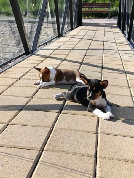 Basenji cuccioli in vendita | Foto 6