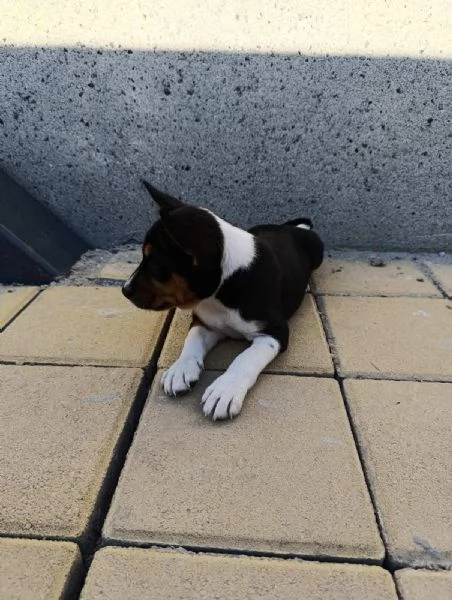 Basenji cuccioli in vendita | Foto 5