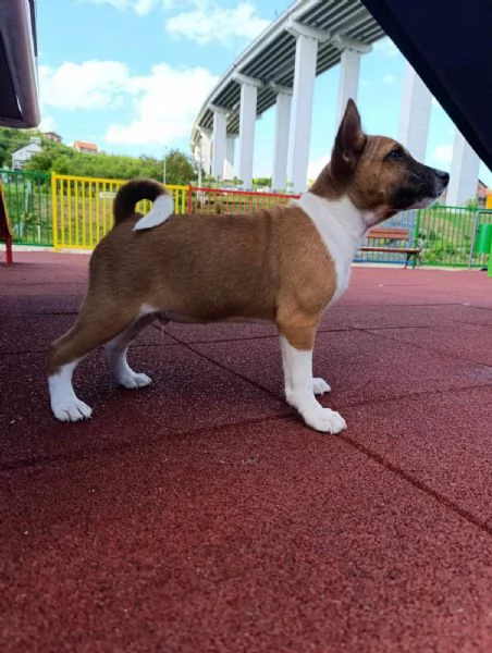 Basenji cuccioli in vendita