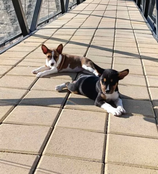 Basenji cuccioli in vendita | Foto 4
