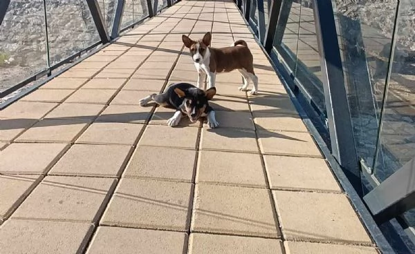 Basenji cuccioli in vendita | Foto 3