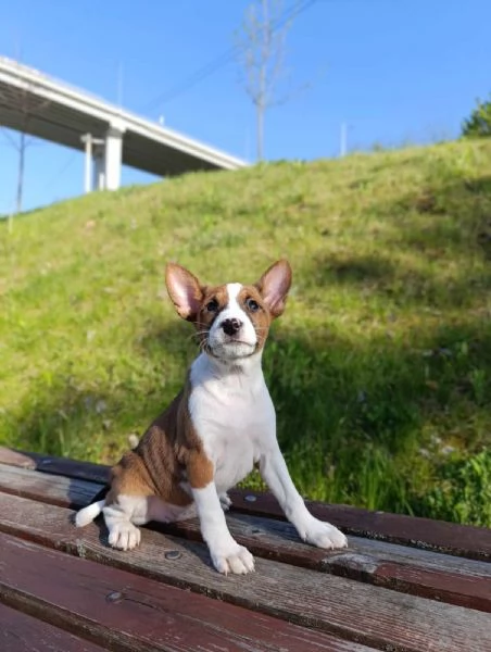 Basenji cuccioli in vendita | Foto 2