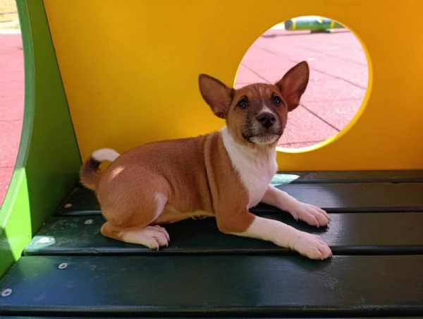 Basenji cuccioli in vendita | Foto 1