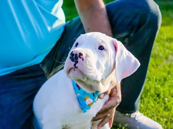 Disponibili cuccioli di dogo Argentino!!